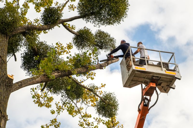 Cypress Tree Trimming