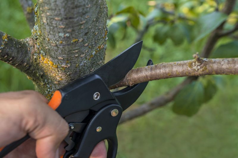 Orange Tree Pruning