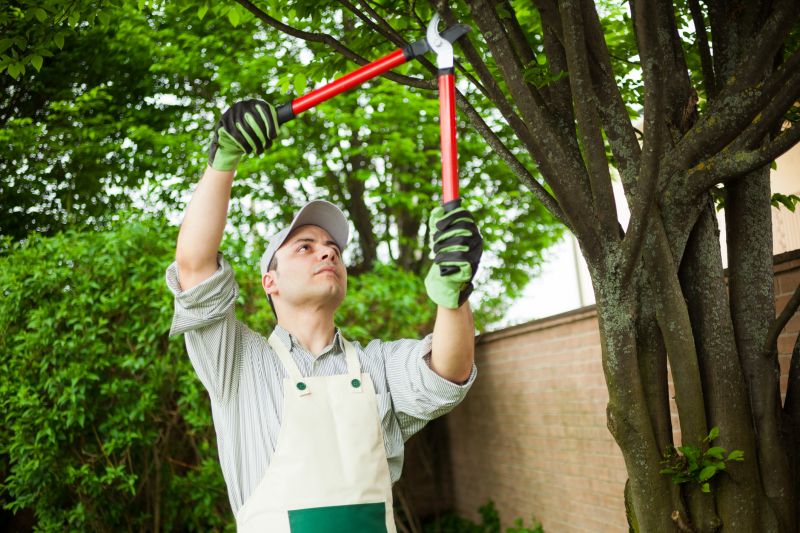 Orange Tree Pruning
