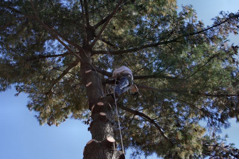 Professional Arborist at Work