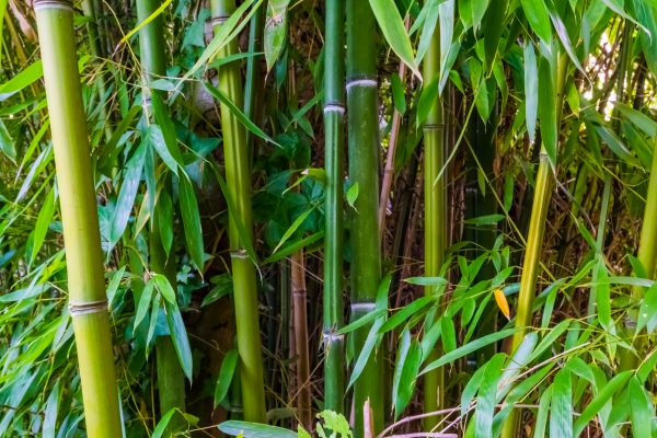 Bamboo Trimming in Auburn