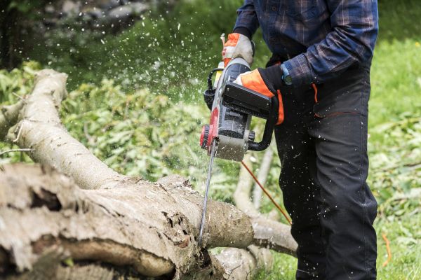 Branch Removal Service in Auburn