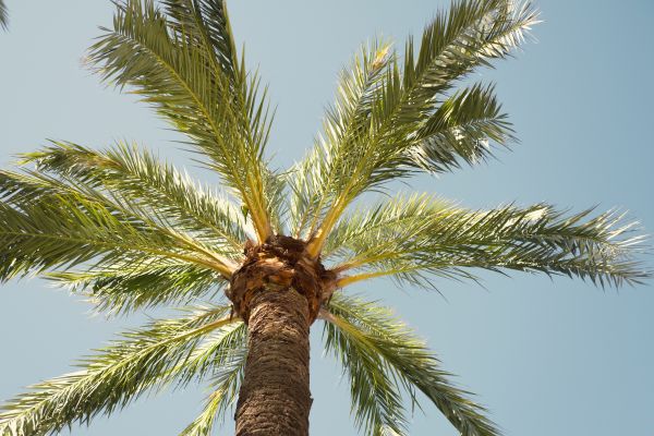 Palm Tree Pruning in Auburn