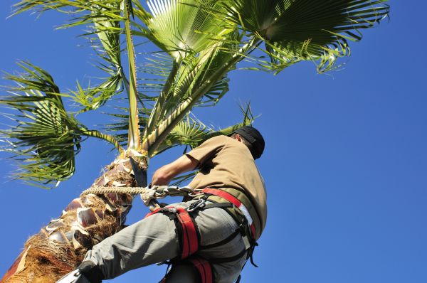 Palm Tree Trimming in Auburn