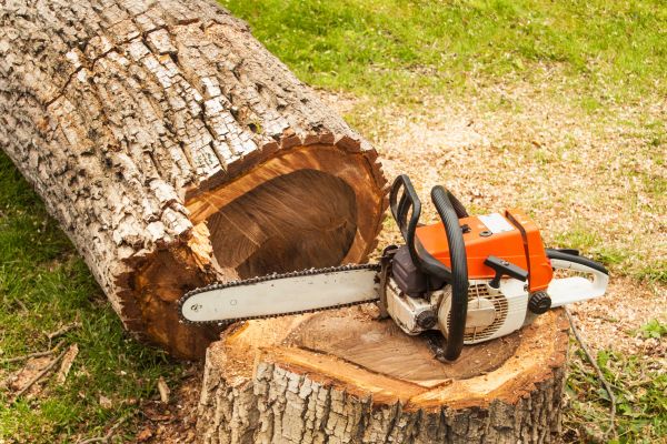Tree Cutting Service in Auburn