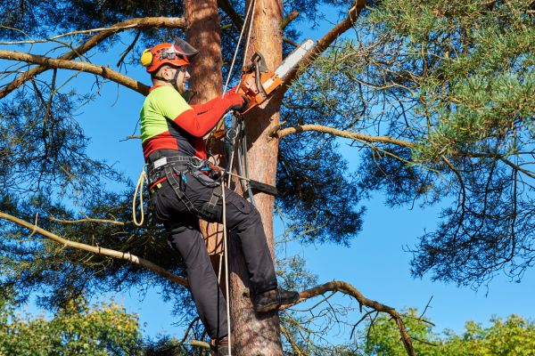 Tree Service in Auburn