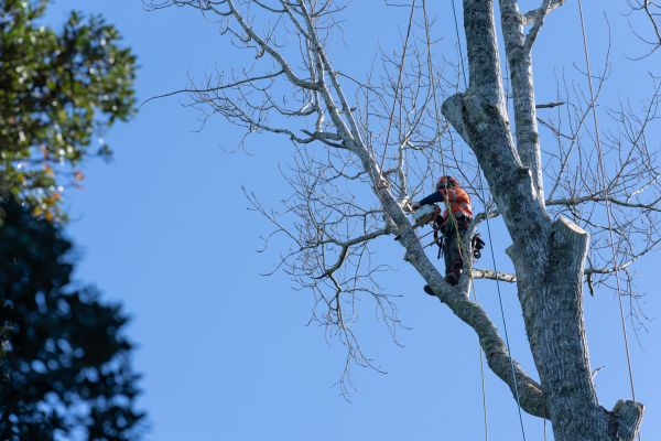 Tree Topping Service in Auburn