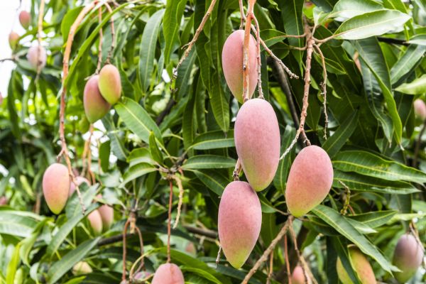 Mango Tree Trimming in Auburn