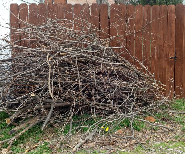 Dead Branch Removal in Auburn