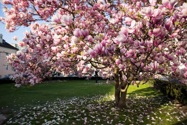 Ornamental Tree Pruning in Auburn