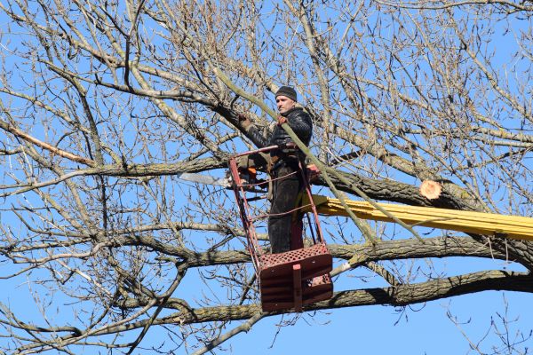 Emergency Tree Trimming in Auburn
