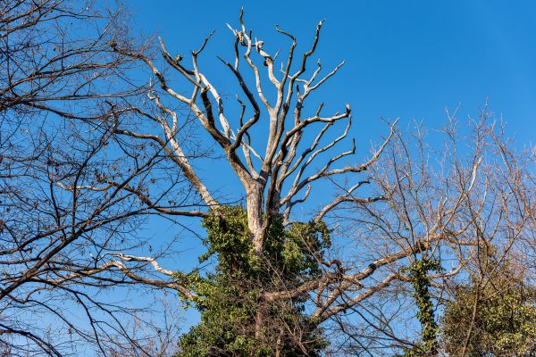 Deadwood Removal in Auburn