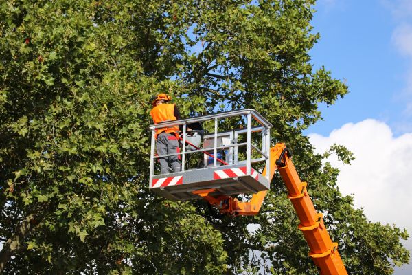 Commercial Tree Service in Auburn