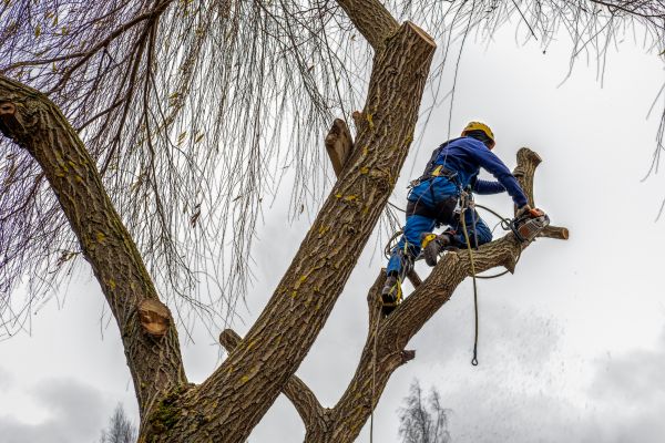 Tree Maintenance Service in Auburn