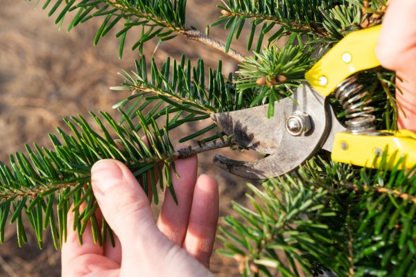 Pine Tree Pruning in Auburn