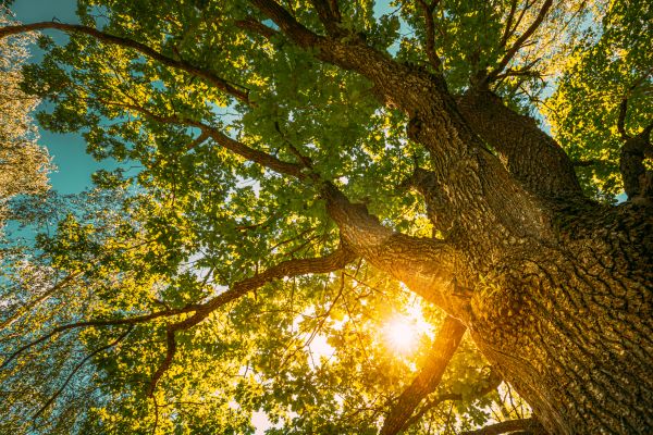 Oak Tree Pruning in Auburn
