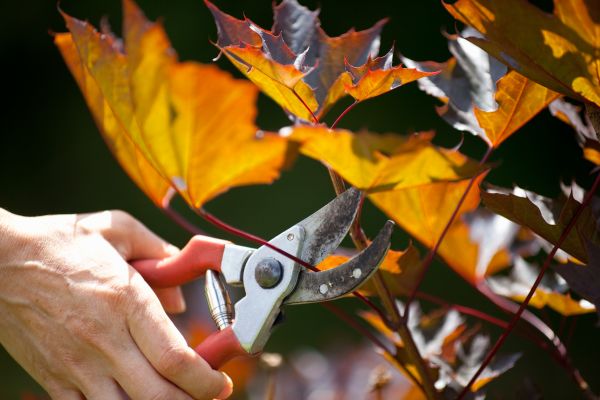 Maple Tree Pruning in Auburn