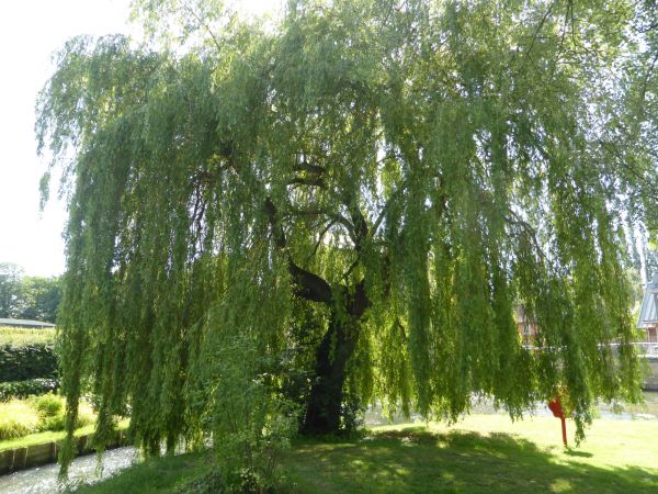 Willow Tree Trimming in Auburn