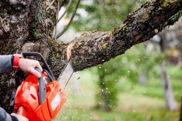 Tree Limbs Removal in Auburn