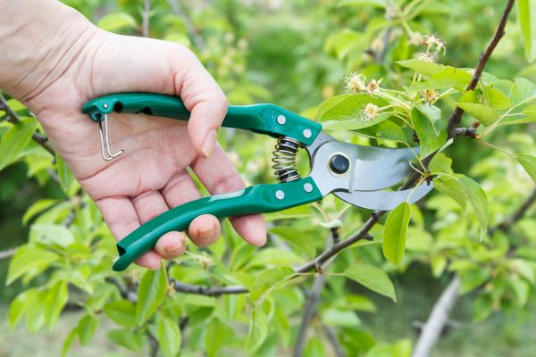 Pear Tree Pruning in Auburn