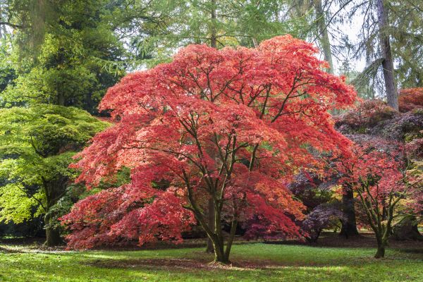 Japanese Maple Pruning in Auburn
