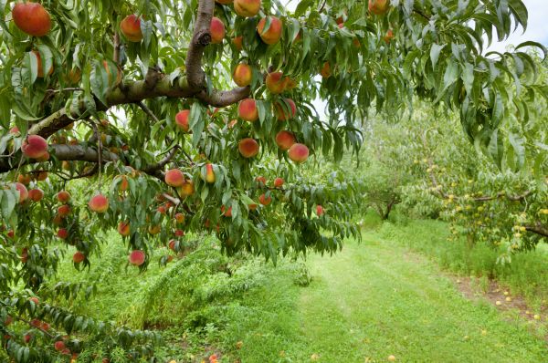 Peach Tree Pruning in Auburn