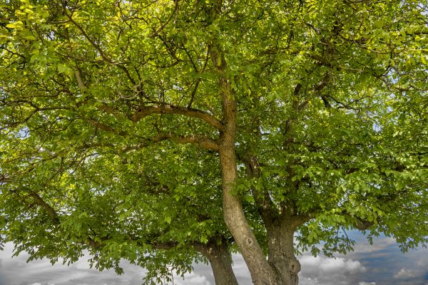 Walnut Tree Trimming in Auburn