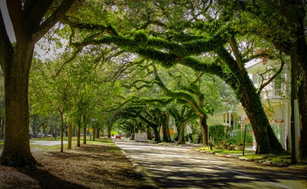 Tree Canopy Thinning in Auburn