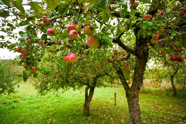 Apple Tree Pruning in Auburn