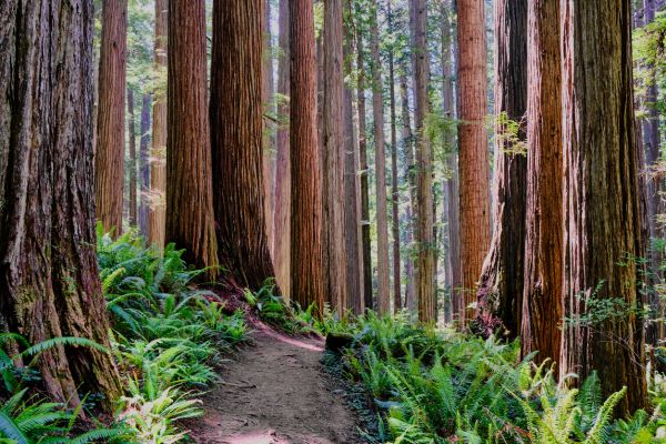 Redwood Tree Trimming in Auburn