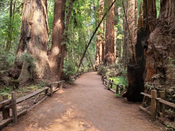Redwood Tree Pruning in Auburn