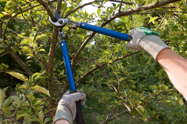 Residential Tree Pruning in Auburn