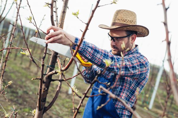 Orchard Tree Pruning in Auburn