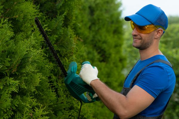 Tree Shaping Service in Auburn