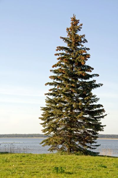 Spruce Tree Pruning in Auburn
