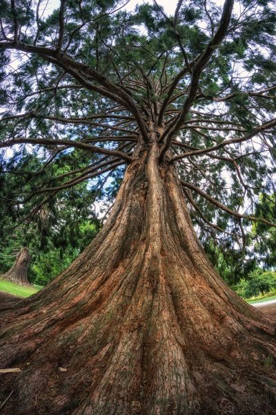 Cedar Tree Pruning in Auburn