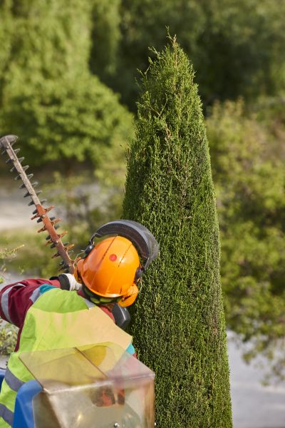 Cypress Tree Trimming in Auburn
