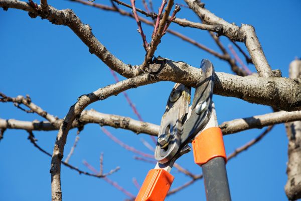 Peach Tree Trimming in Auburn