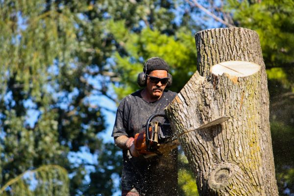 Ash Tree Pruning in Auburn