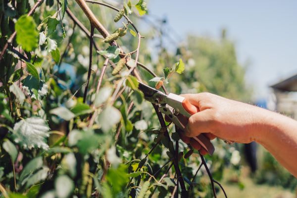 Birch Tree Pruning in Auburn