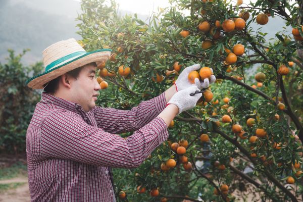 Orange Tree Pruning in Auburn