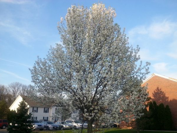 Bradford Pear Tree Pruning in Auburn
