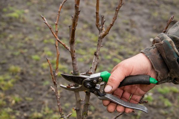 Pear Trees Pruning in Auburn