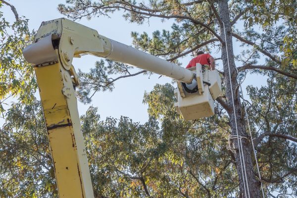 Limbs Trimming in Auburn