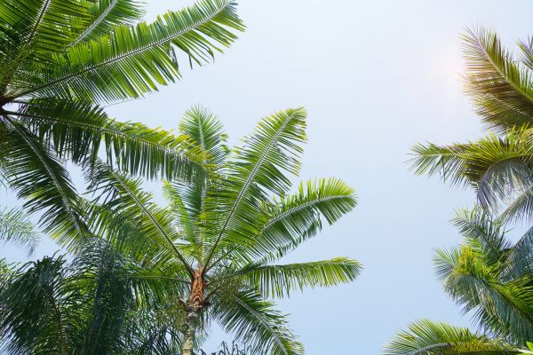 Queen Palm Tree Trimming in Auburn