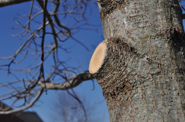 Limb Pruning in Auburn