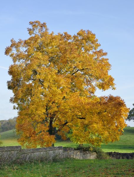 Hickory Tree Trimming in Auburn