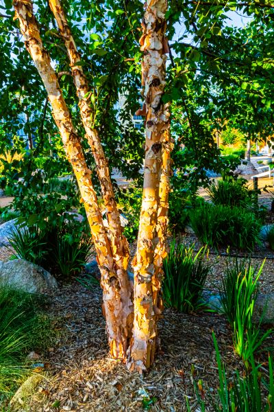 River Birch Trimming in Auburn