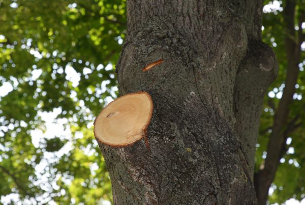 Limb Cutting in Auburn