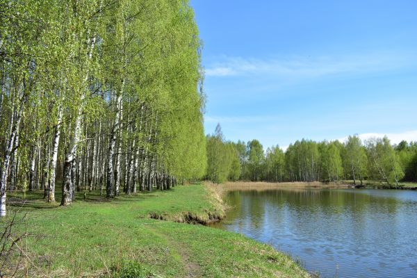 River Birch Pruning in Auburn